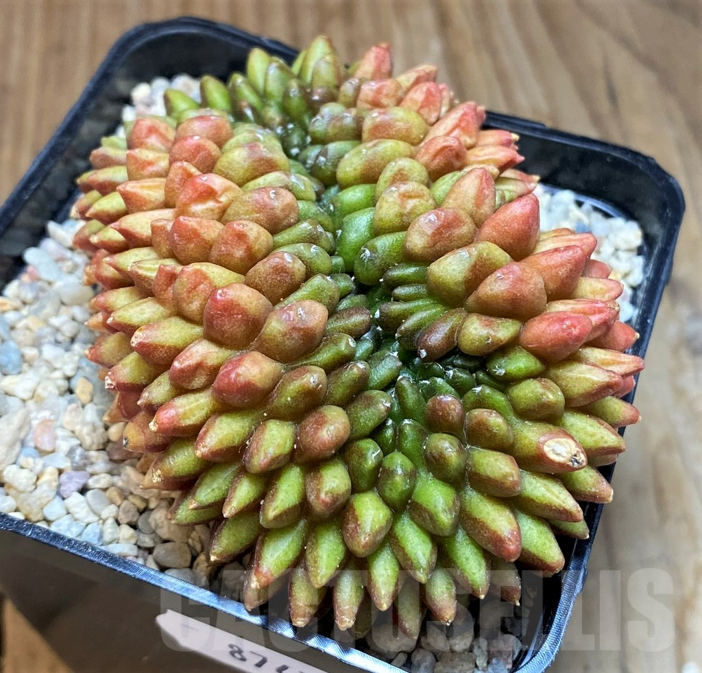 SH8711 Gymnocalycium mihanovichii ‘inermis’ f. cristata - Image 2