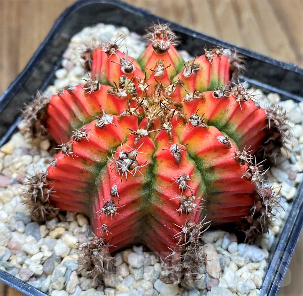SH8748 Gymnocalycium mihanovichii ‘Multicolor’ -Taiwan-