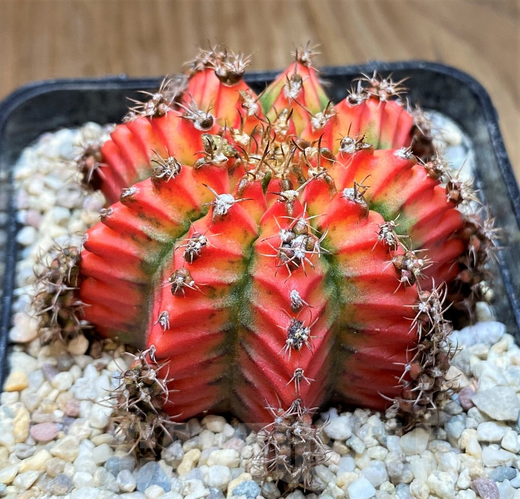 SH8748 Gymnocalycium mihanovichii ‘Multicolor’ -Taiwan- - Image 2
