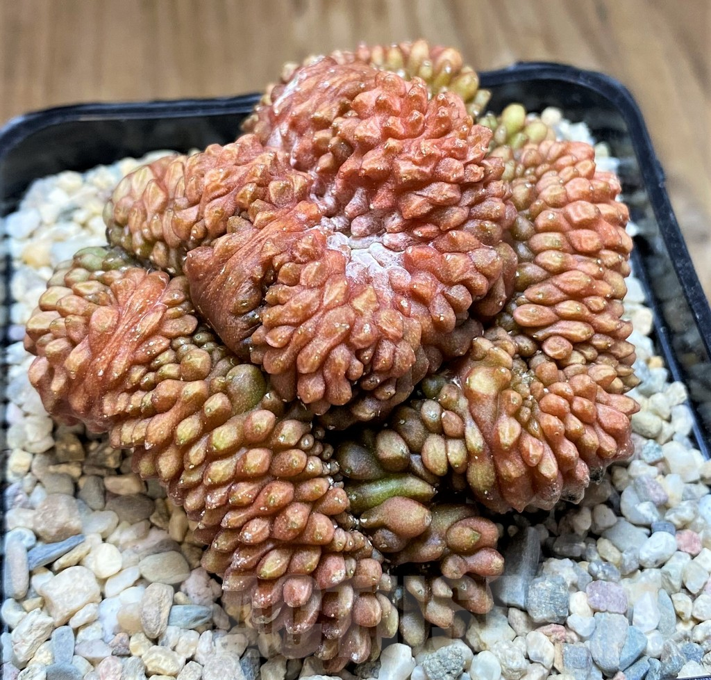 SH8749 Gymnocalycium mihanovichii ‘inermis’ f. cristata - Obrázek 3