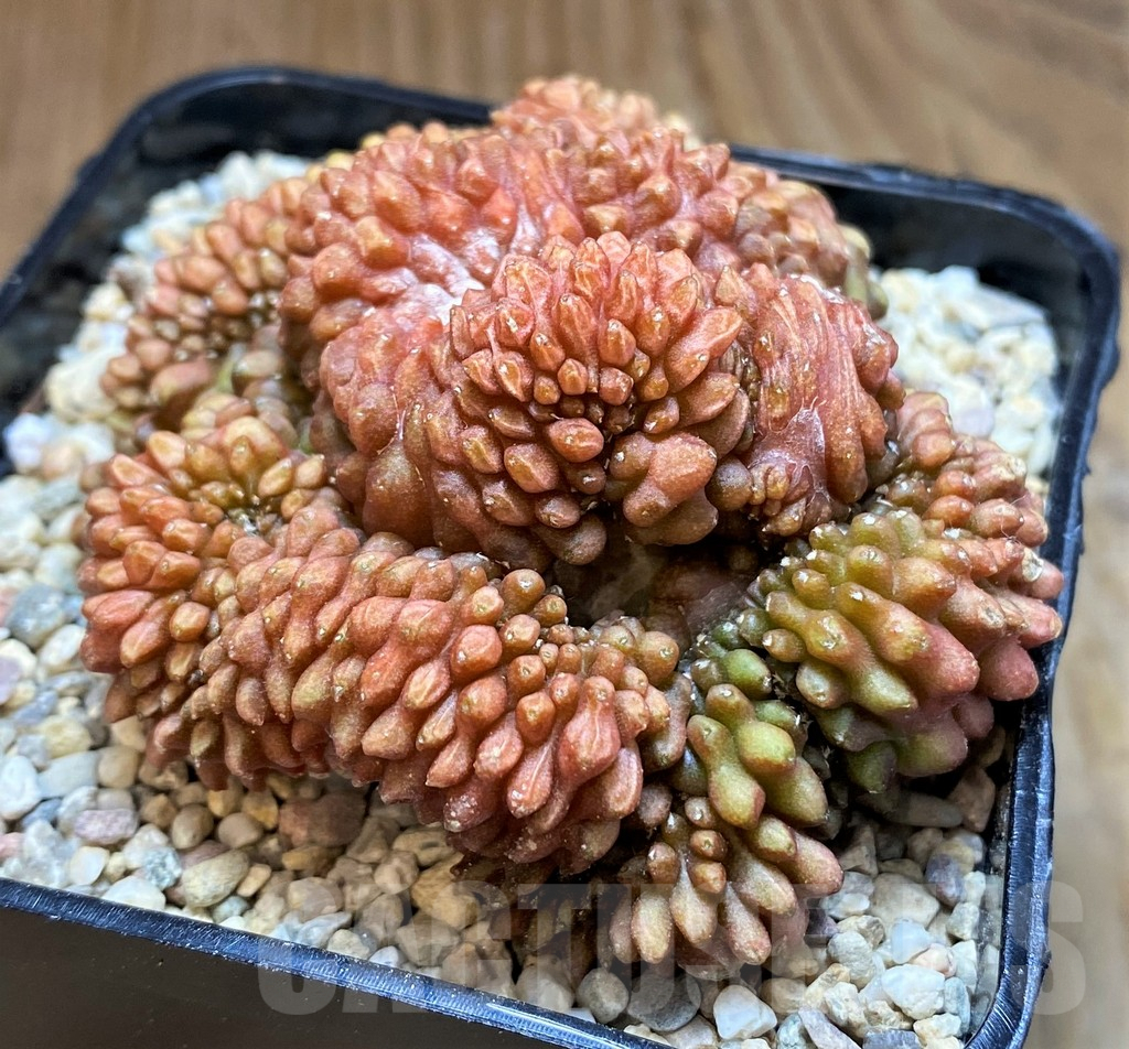 SH8749 Gymnocalycium mihanovichii ‘inermis’ f. cristata - Obrázek 2