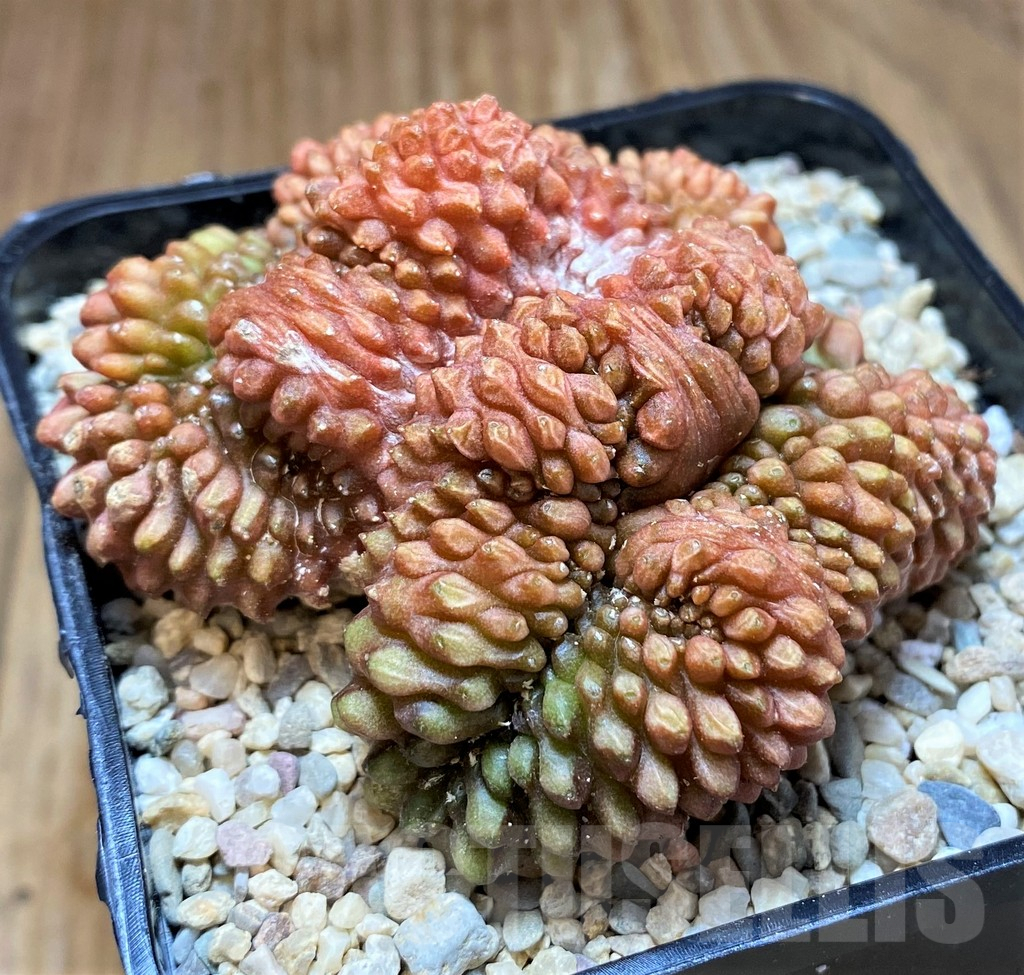 SH8749 Gymnocalycium mihanovichii ‘inermis’ f. cristata
