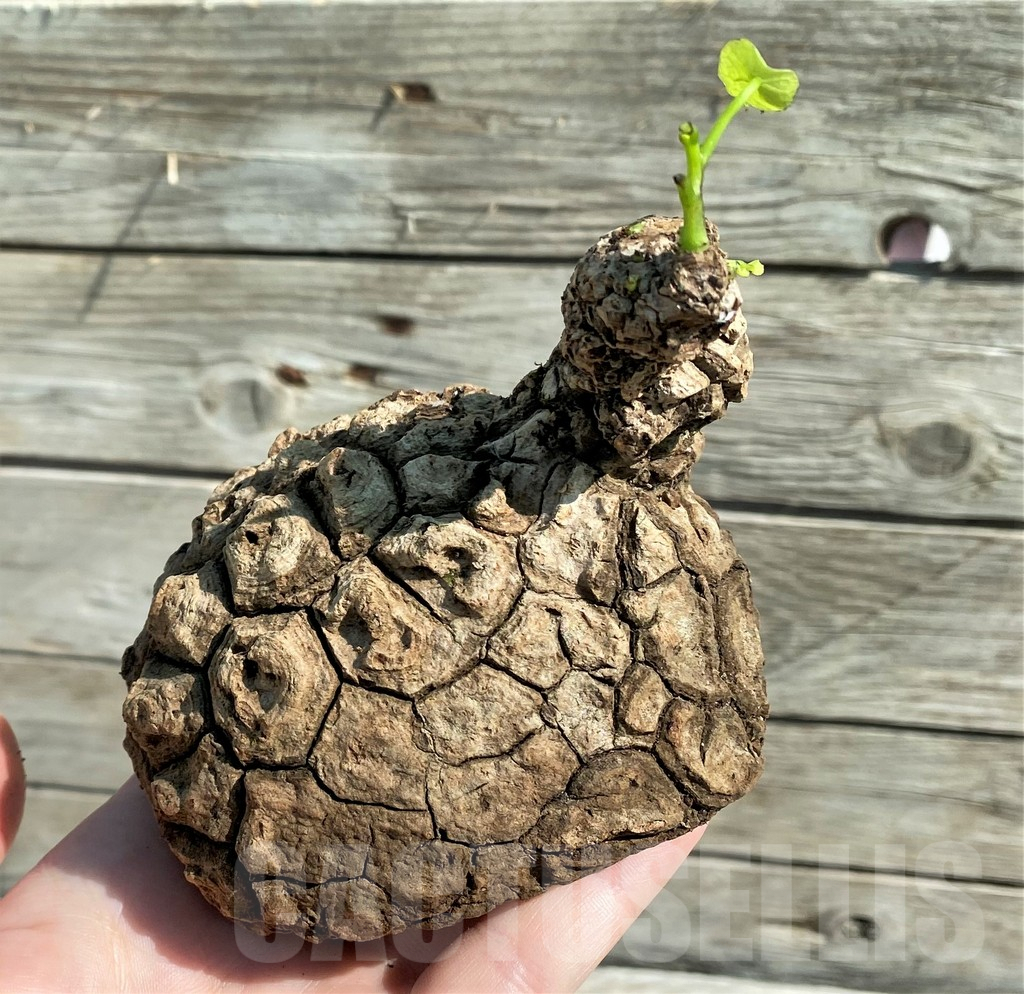 SH8710 Stephania suberosa - Obrázek 2