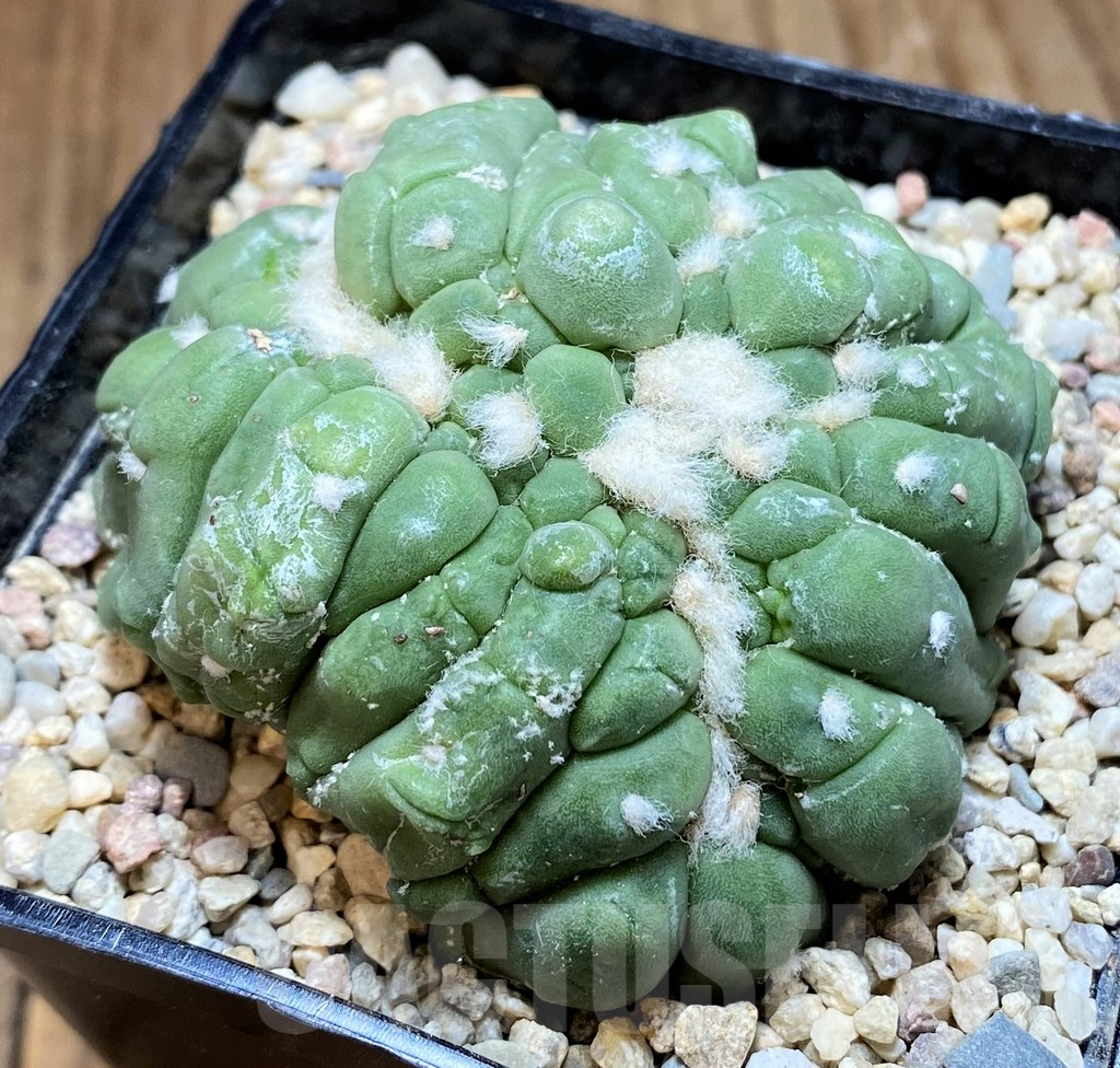 SH8750 Astrophytum asterias ‘Kikko Lizart Skin’ f. cristata – Bild 3