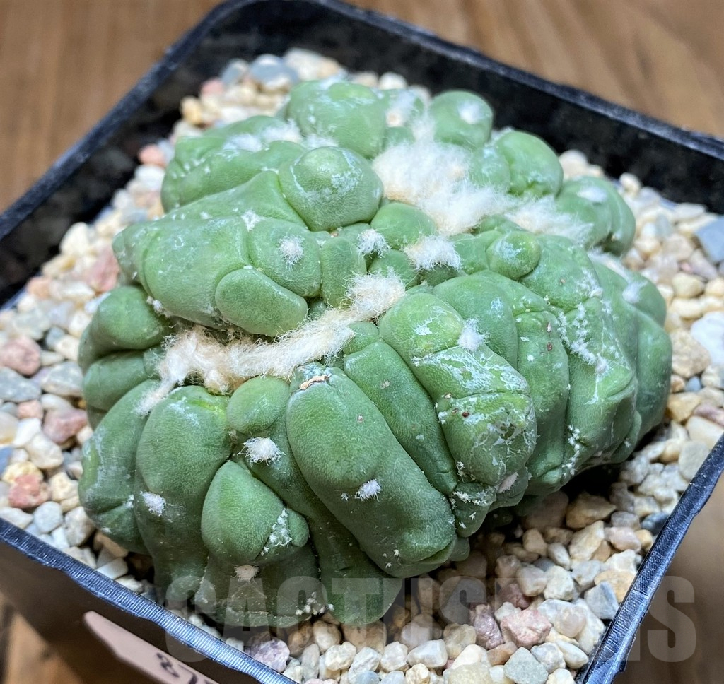 SH8750 Astrophytum asterias ‘Kikko Lizart Skin’ f. cristata – Bild 2
