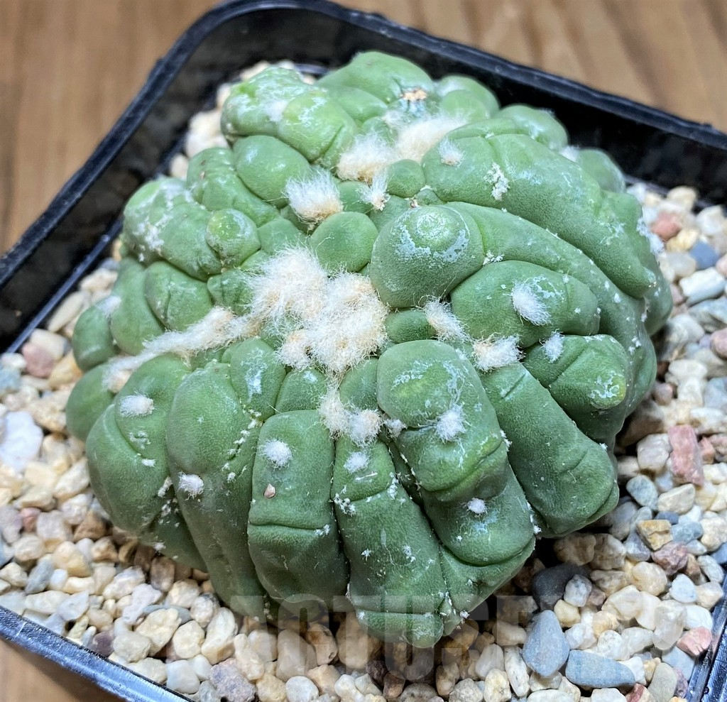 SH8750 Astrophytum asterias ‘Kikko Lizart Skin’ f. cristata