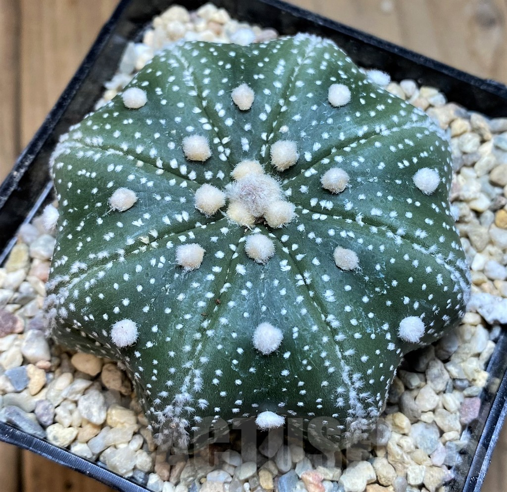 SH8751 Astrophytum asterias ‘Star Shape’