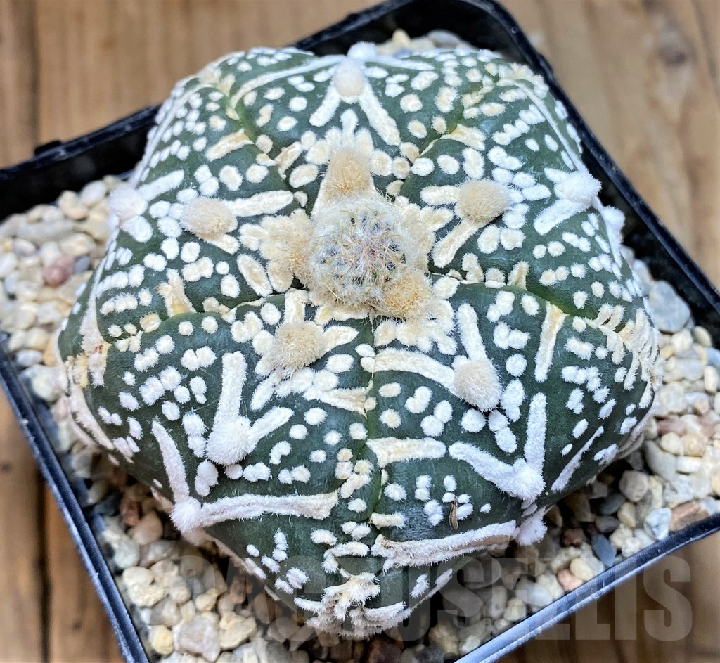 SH8752 Astrophytum asterias ‘Super Kabuto’ V-type, 5-ribs