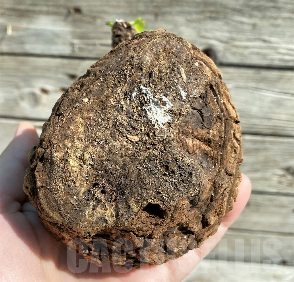 SH8710 Stephania suberosa - Obrázek 3