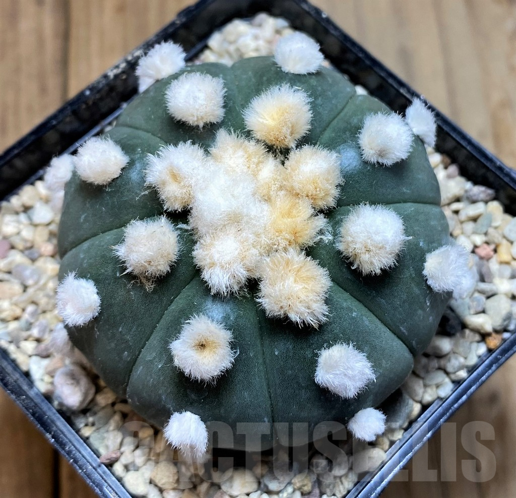 SH8756 Astrophytum 'Ooibo'