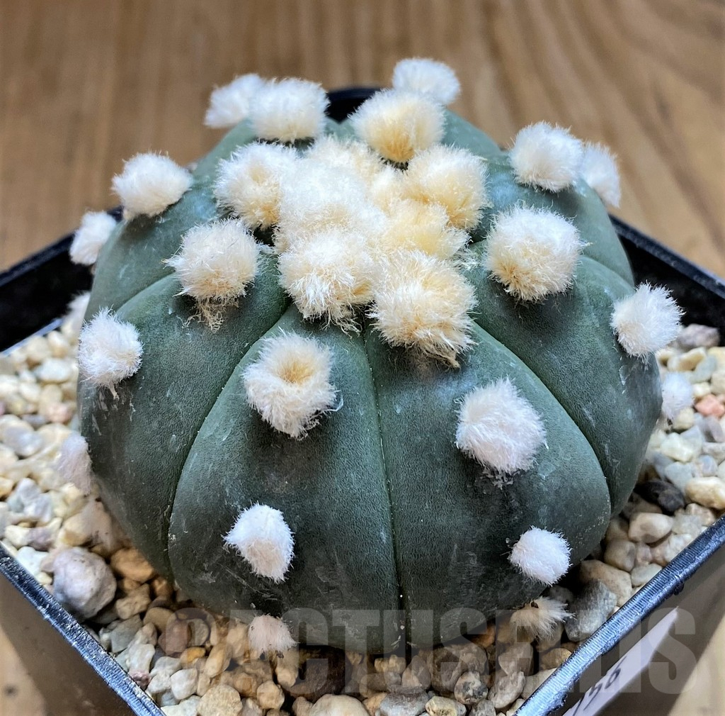 SH8756 Astrophytum 'Ooibo' - Imagen 2
