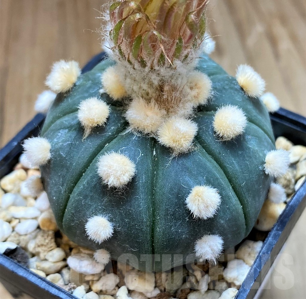 SH8757 Astrophytum 'Ooibo, Shinshowa' - Imagen 2