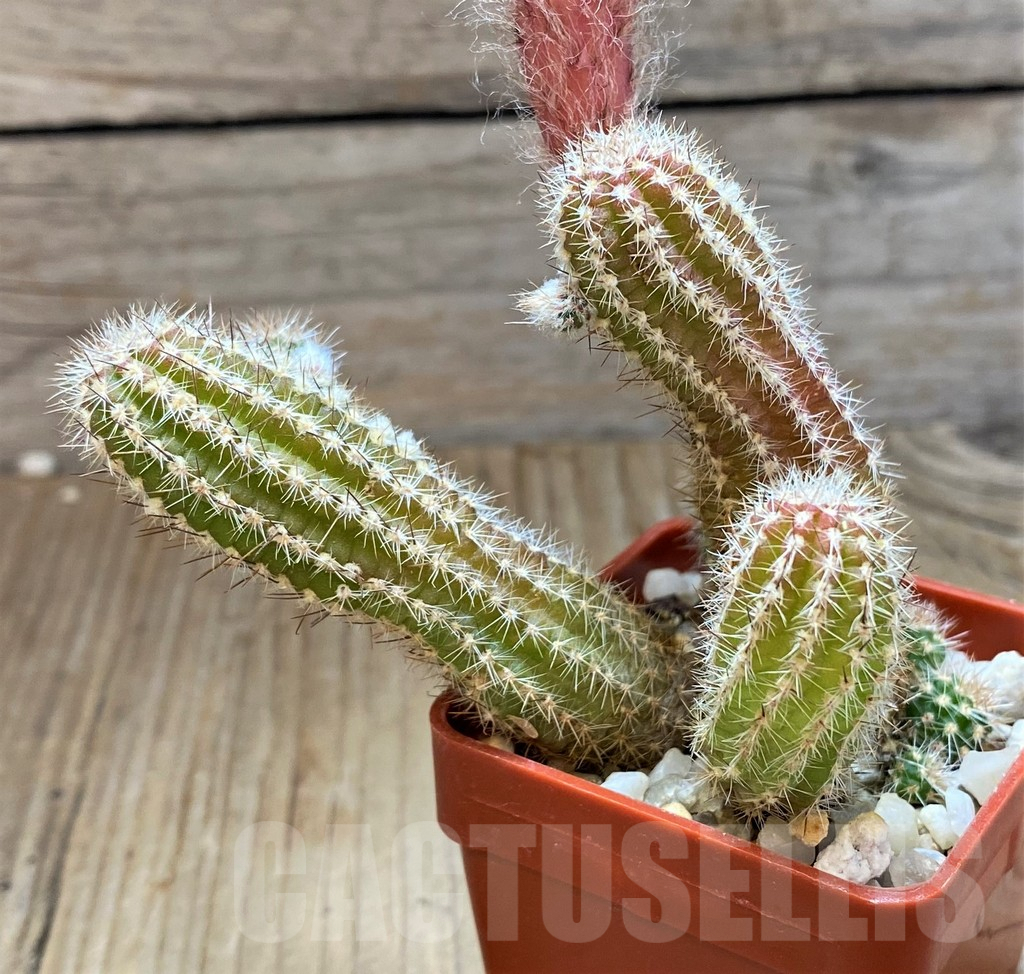 SH8758 Chamaecereus 'Lincoln Firecracker' – Bild 2