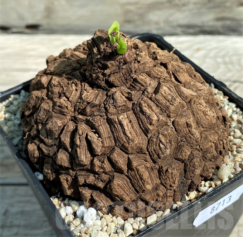 SH8713 Stephania suberosa - Obrázek 2