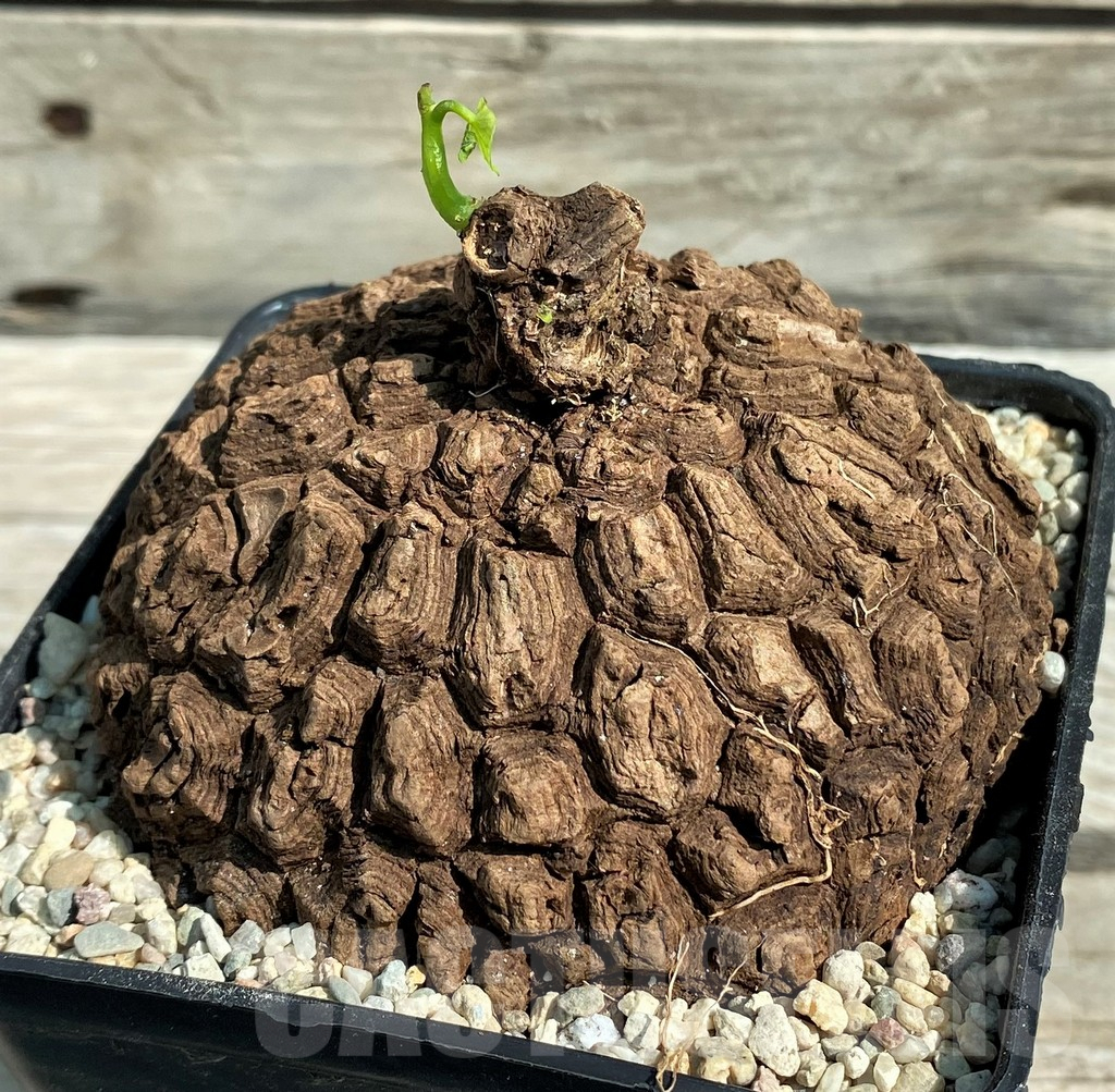 SH8713 Stephania suberosa