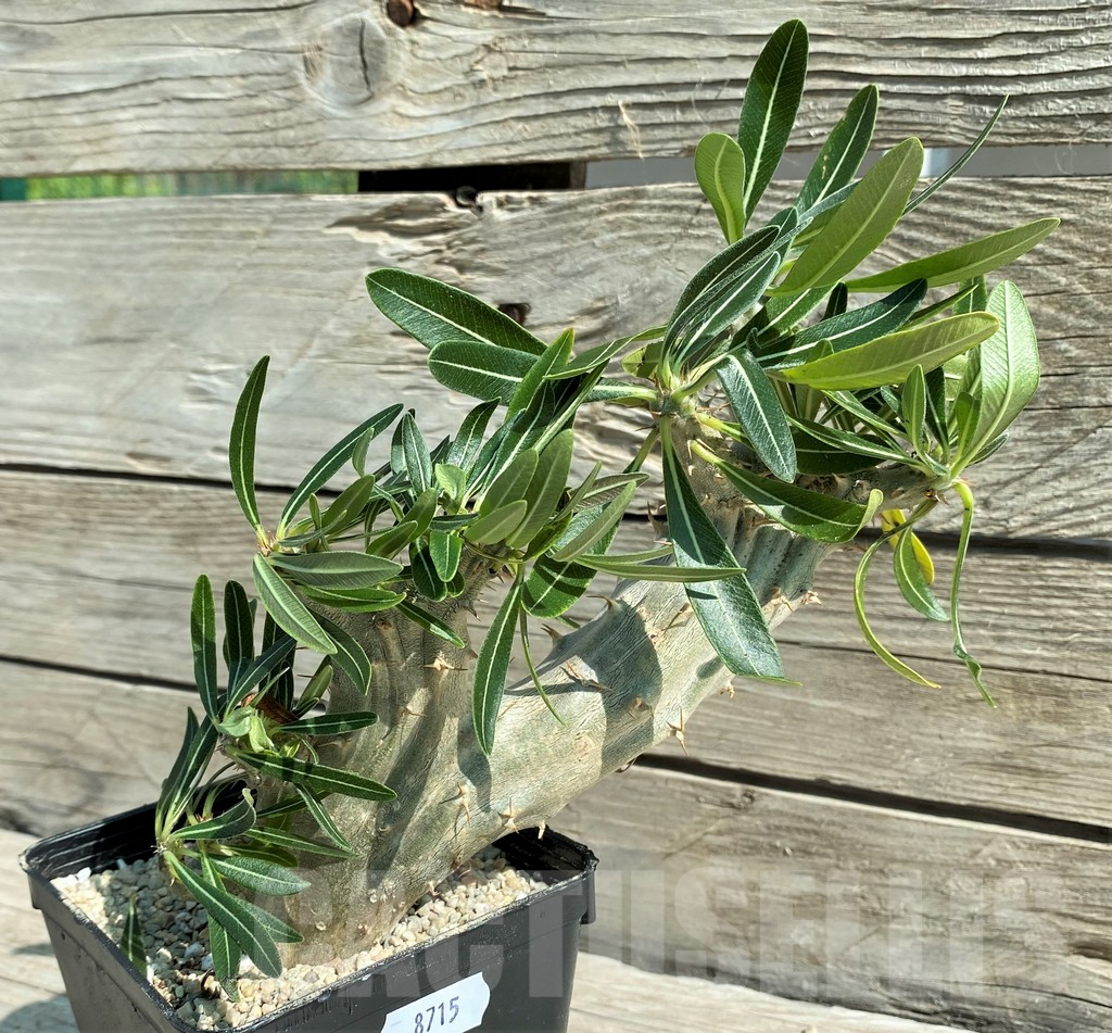 SH8715 Pachypodium densiflorum f. cristata