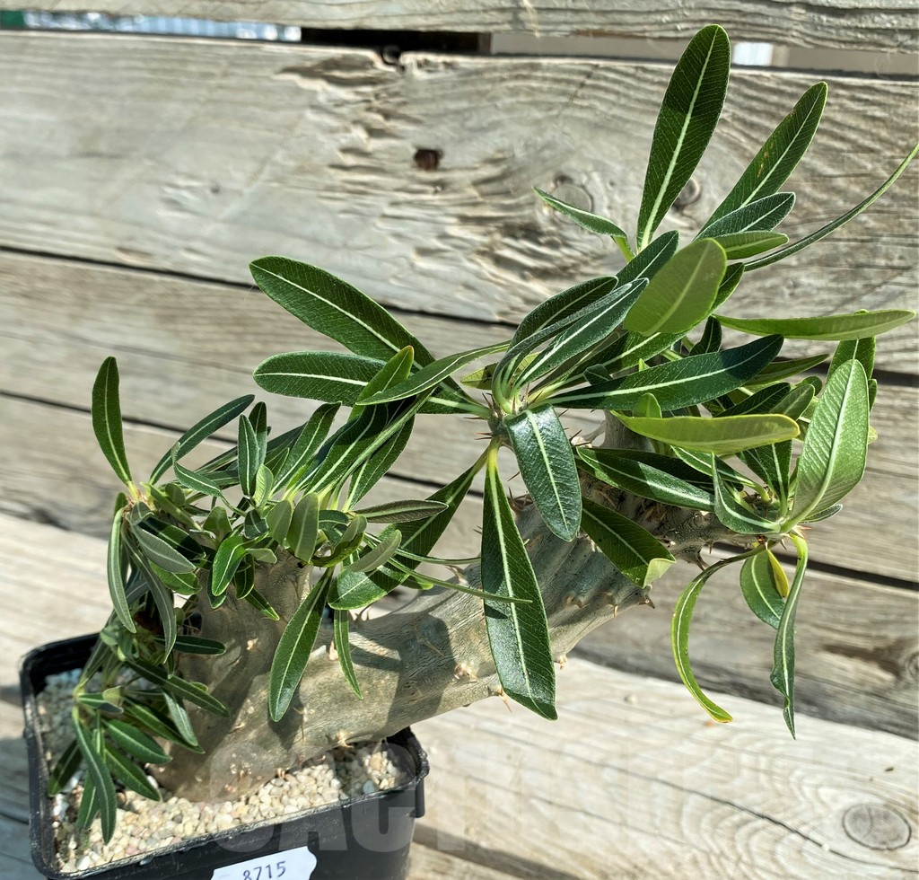 SH8715 Pachypodium densiflorum f. cristata - Image 2