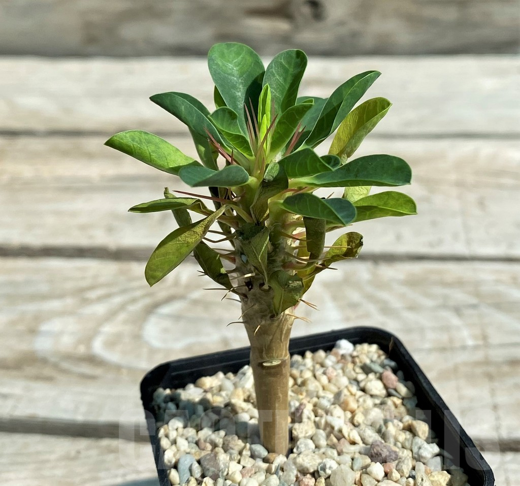 SH8716 Euphorbia guillauminiana - Obrázek 3