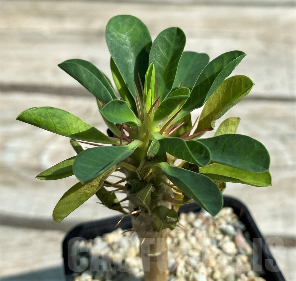 SH8716 Euphorbia guillauminiana - Obrázek 2