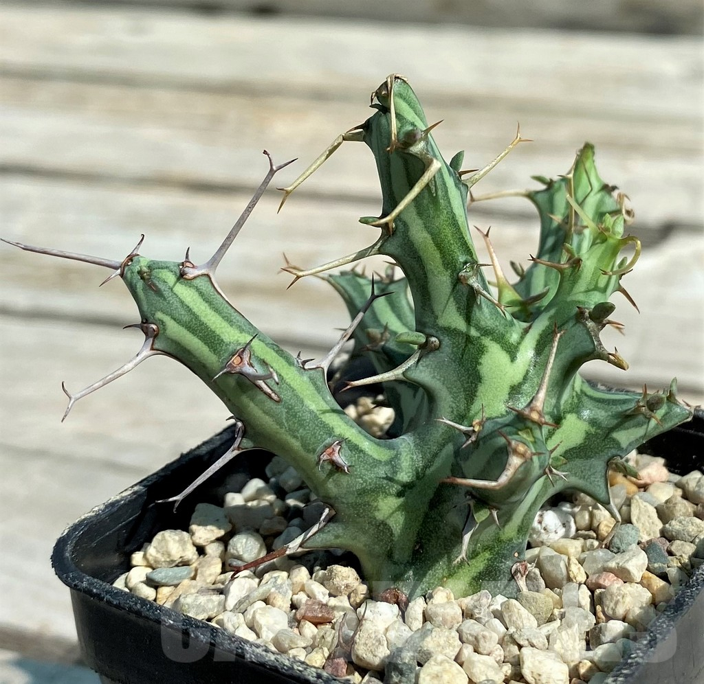 SH8719 Euphorbia schizacantha - Image 2