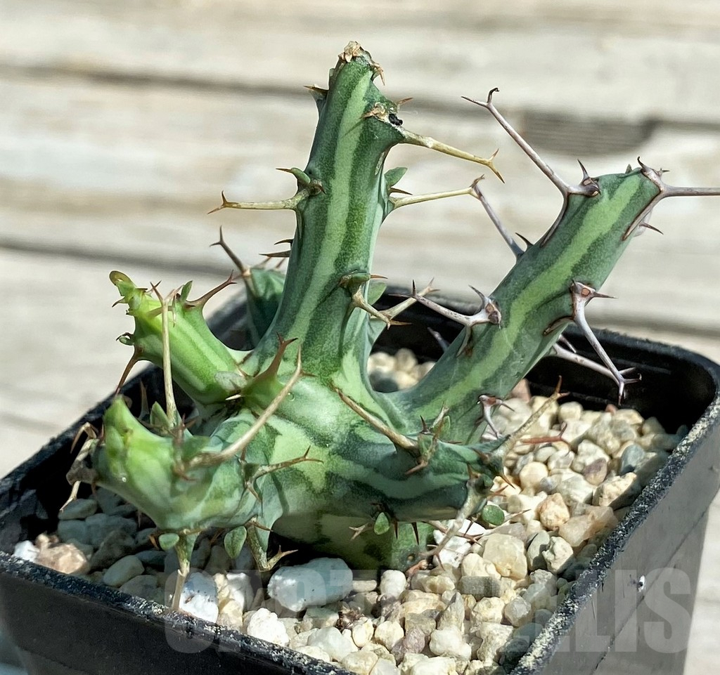SH8719 Euphorbia schizacantha