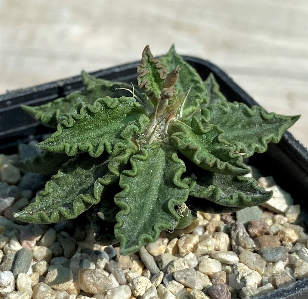SH8721 Euphorbia tulearensis hybrid
