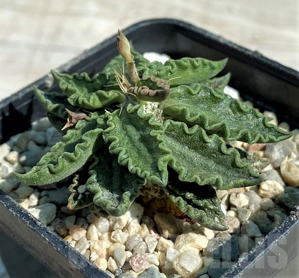 SH8721 Euphorbia tulearensis hybrid - Image 2