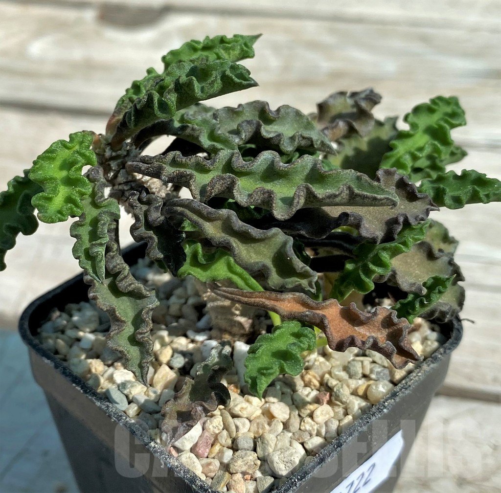 SH8722 Euphorbia decaryi v. spirosticha