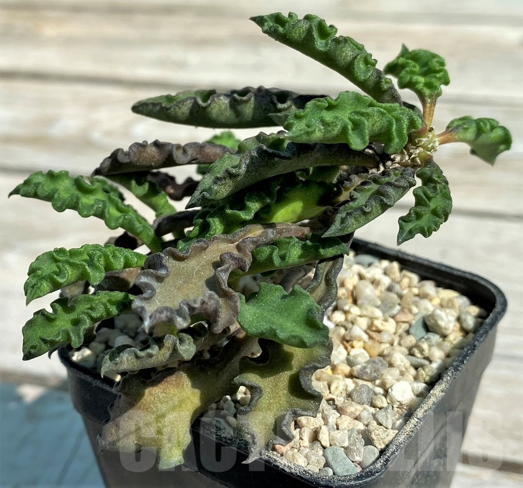 SH8722 Euphorbia decaryi v. spirosticha - Image 2