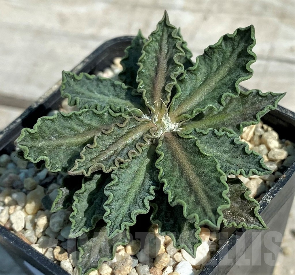 SH8723 Euphorbia tulearensis hybrid