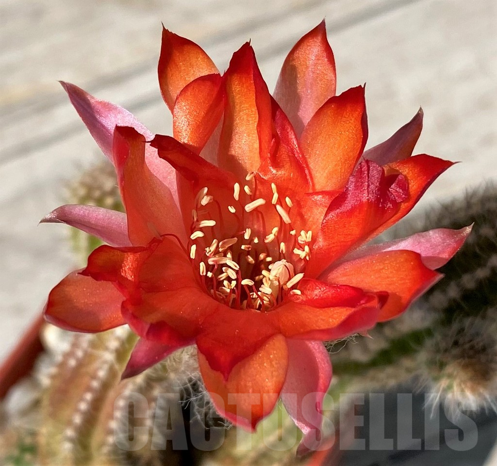 SH8758 Chamaecereus 'Lincoln Firecracker'