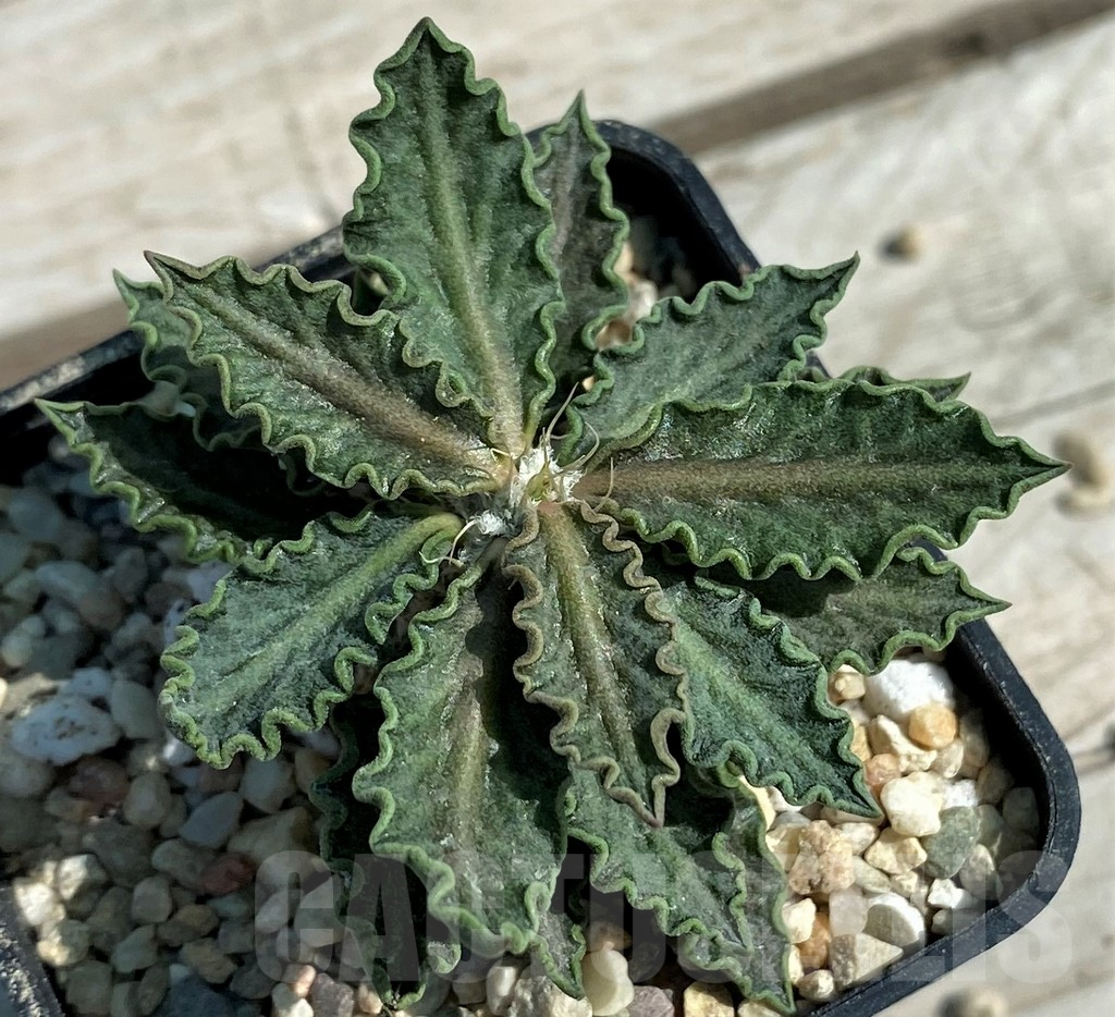 SH8723 Euphorbia tulearensis hybrid - 画像 (2)