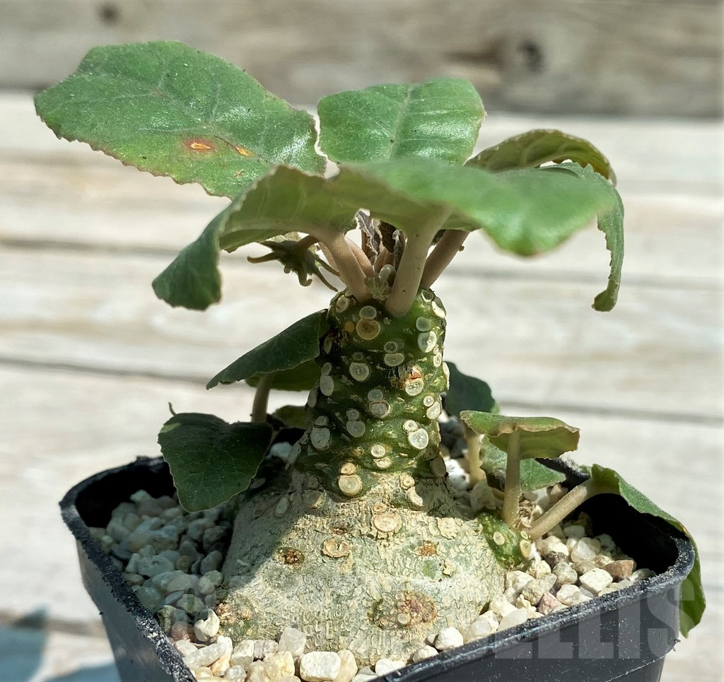 SH8724 Dorstenia crispa - 画像 (3)