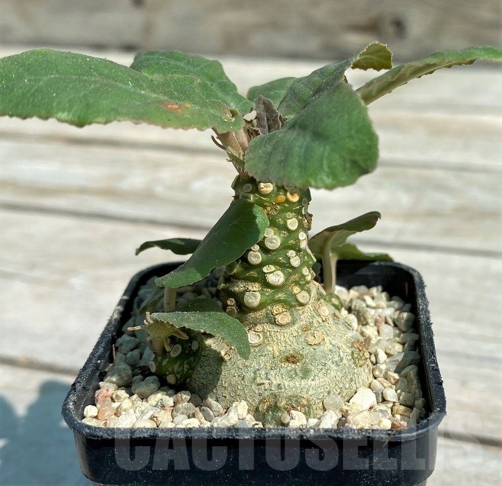 SH8724 Dorstenia crispa - 画像 (2)