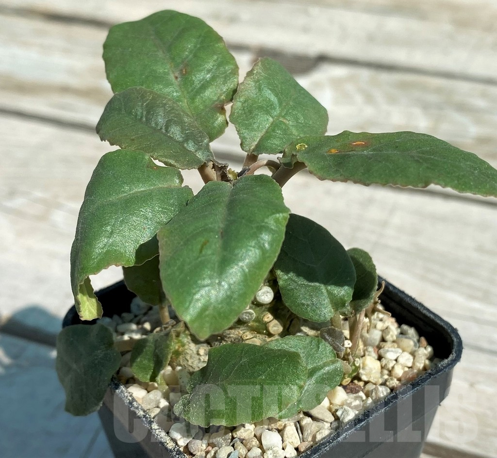 SH8724 Dorstenia crispa