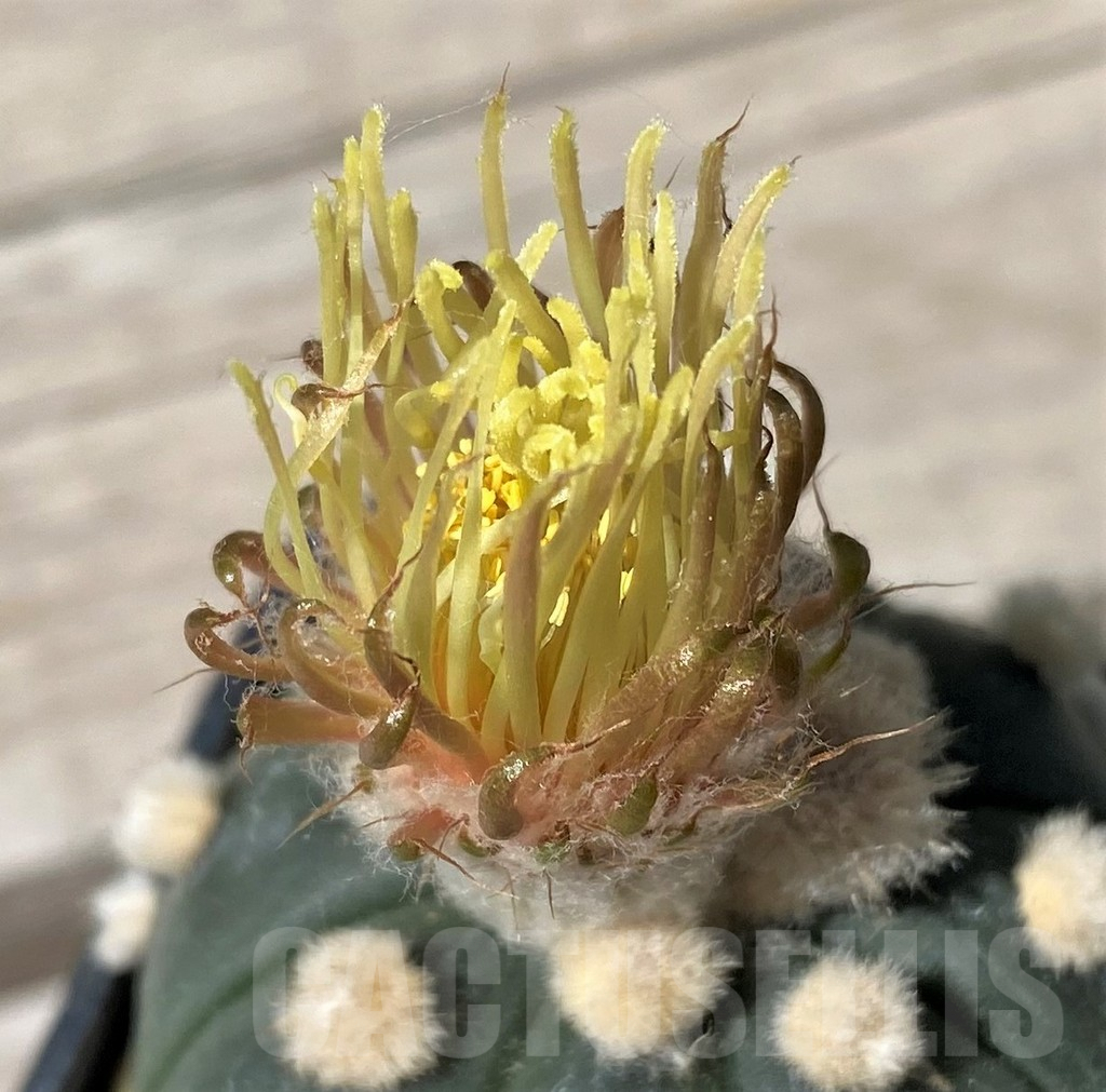 SH8757 Astrophytum 'Ooibo, Shinshowa'