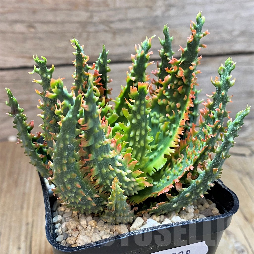 SH8728 Aloe TCT hybrid - Image 2