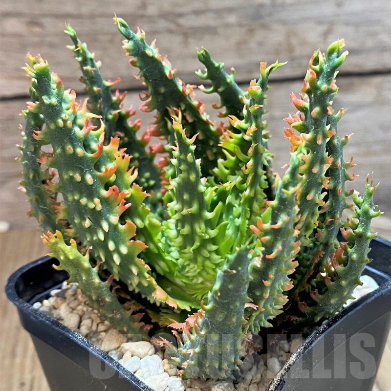 SH8728 Aloe TCT hybrid