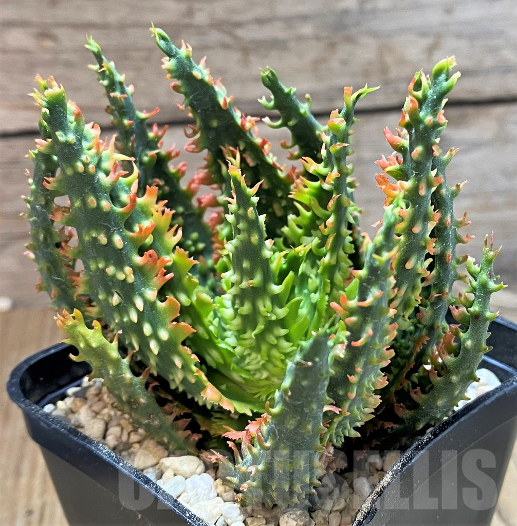 SH8728 Aloe TCT hybrid