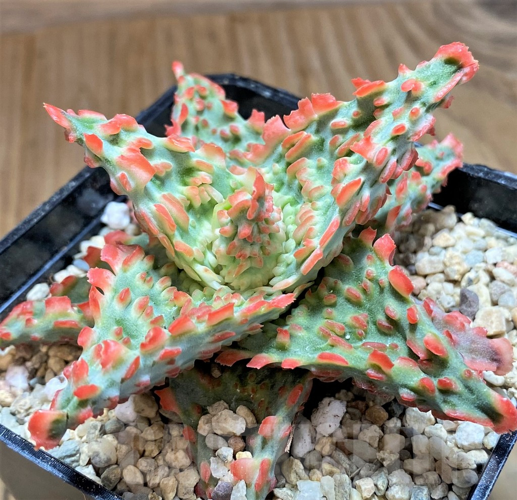 SH8730 Aloe TCT hybrid - Image 2