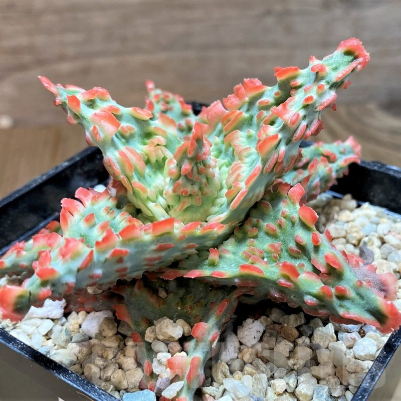 SH8730 Aloe TCT hybrid