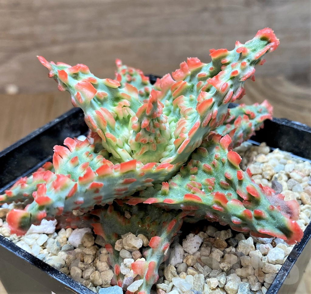 SH8730 Aloe TCT hybrid