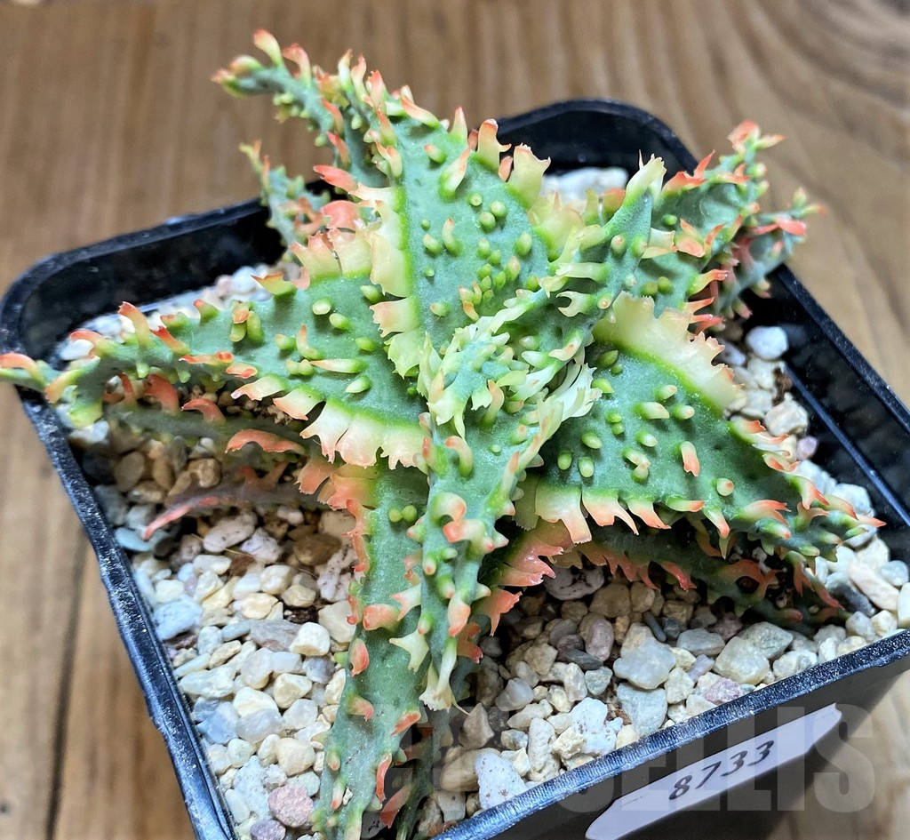 SH8733 Aloe TCT hybrid - Image 2
