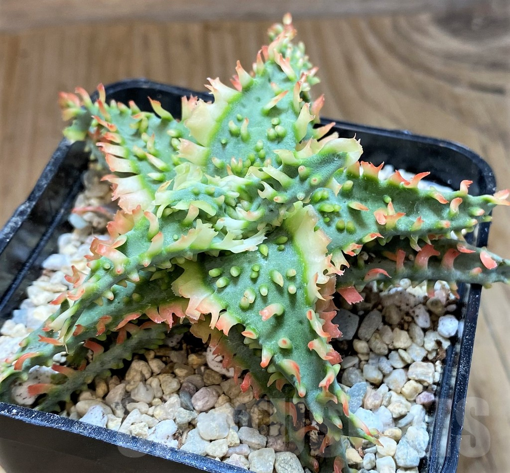 SH8733 Aloe TCT hybrid