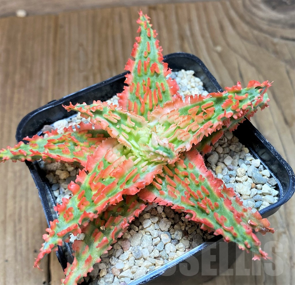 SH8735 Aloe TCT hybrid - immagine 2