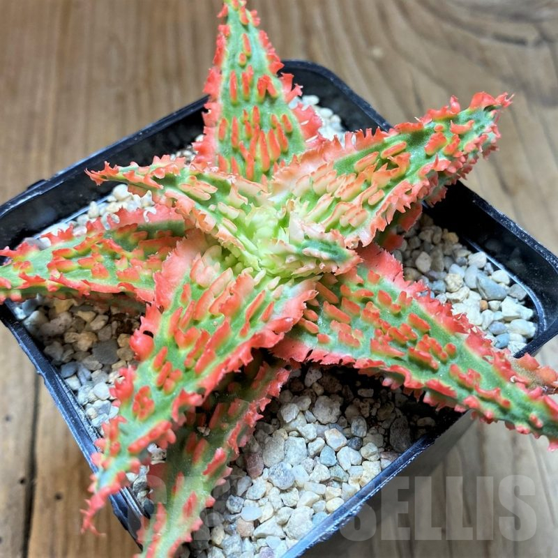 SH8735 Aloe TCT hybrid