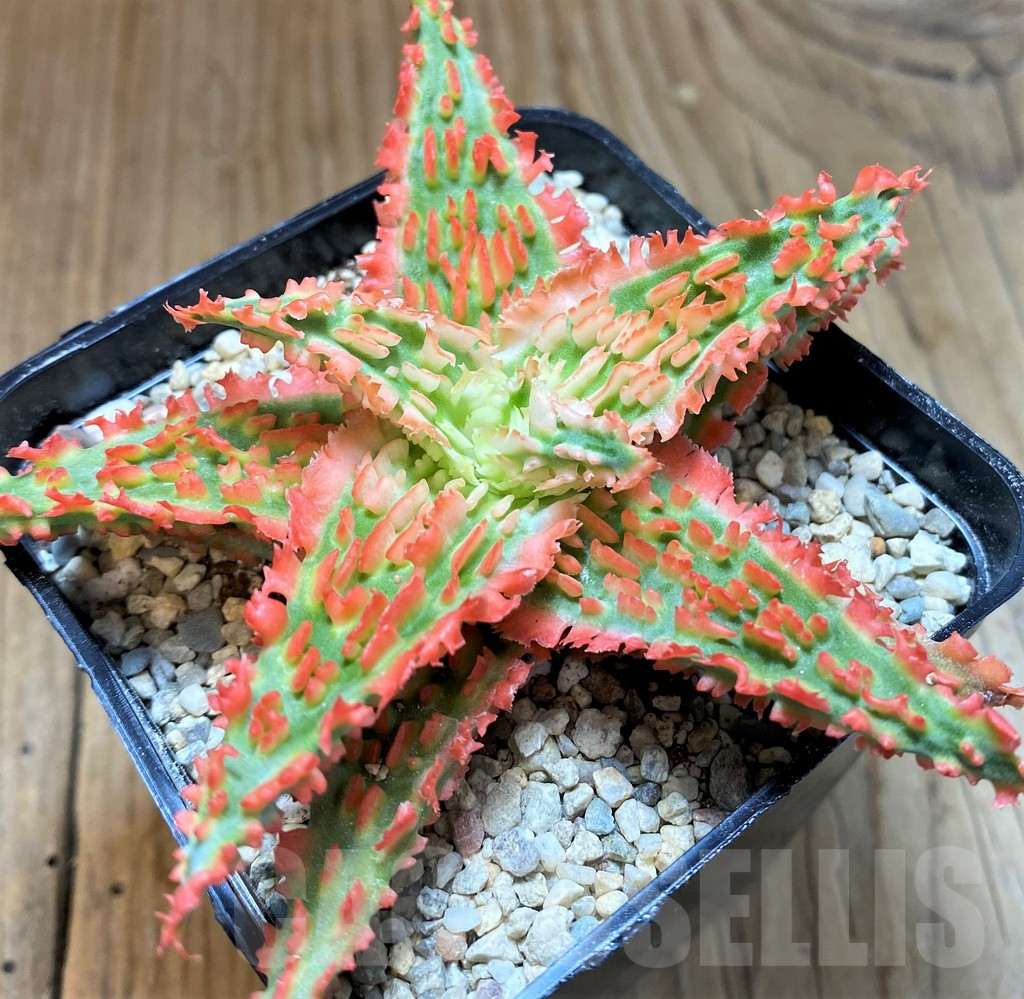 SH8735 Aloe TCT hybrid