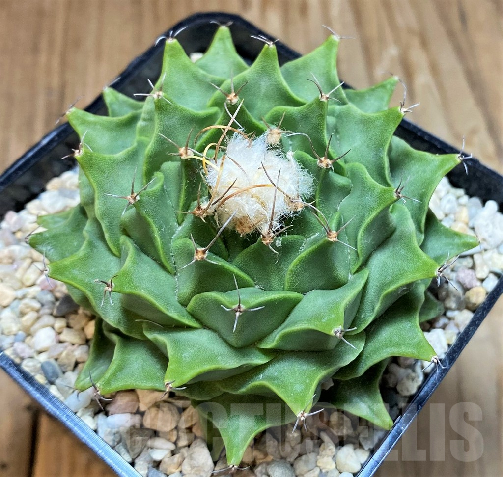 SH8736 Obregonia denegrii