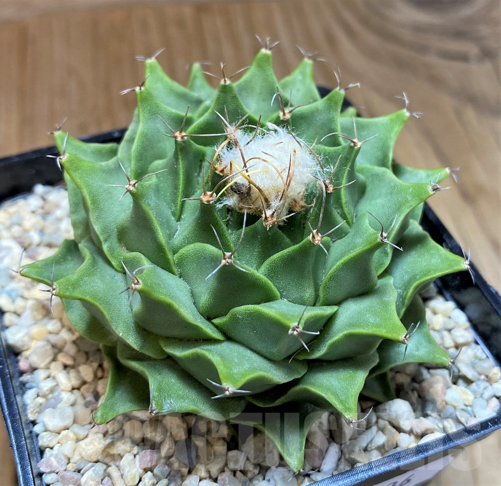 SH8736 Obregonia denegrii - Obrázek 2