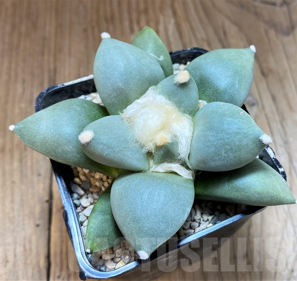 SH8738 Ariocarpus lloydii hybrid, seedling, own roots - Image 2